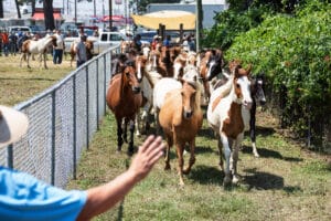 Chincoteague Pony Auction
