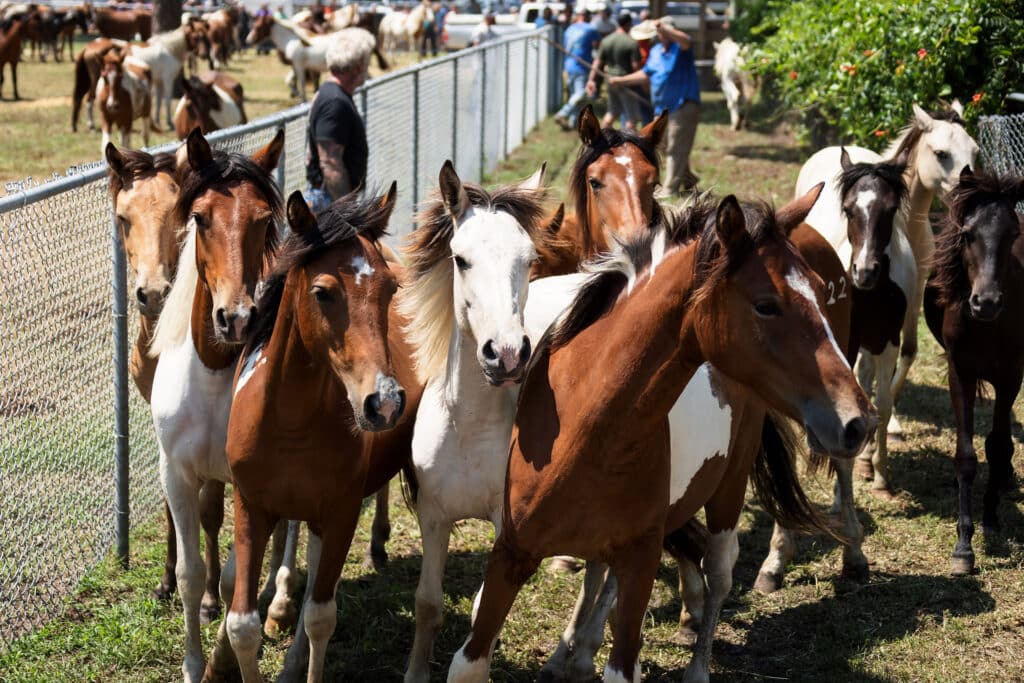 Chincoteague Pony Auction