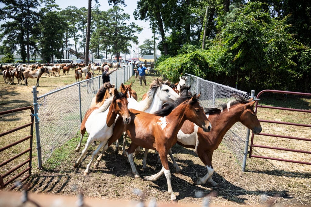 Chincoteague Pony Auction