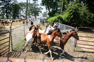 Chincoteague Pony Auction