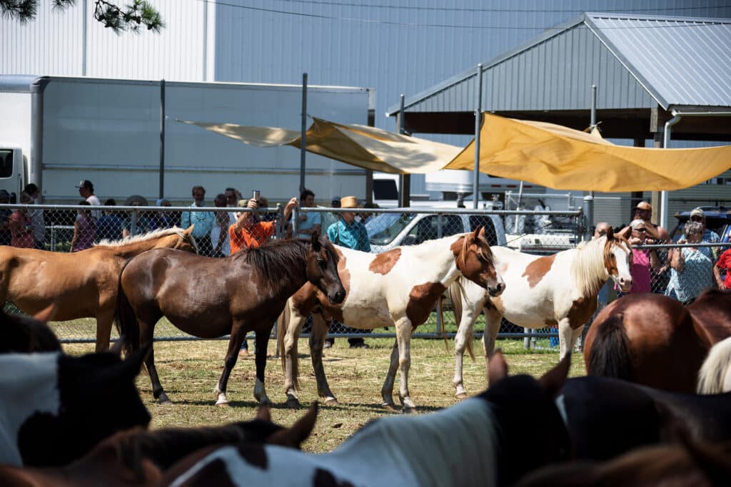 Chincoteague Pony Auction