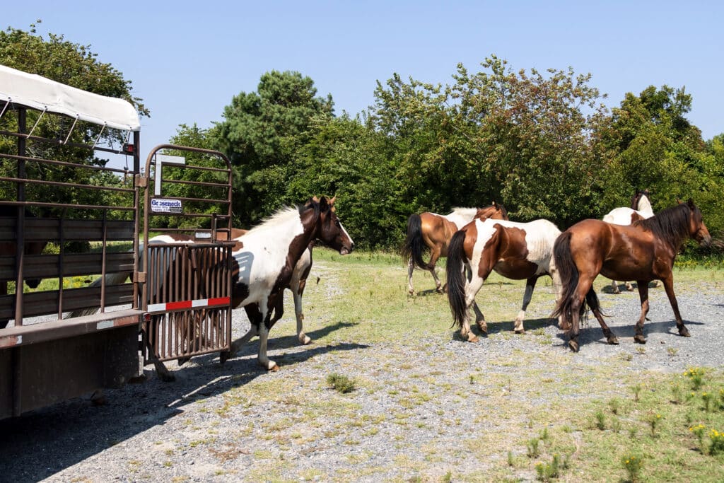 Chincoteague Pony Penning Week