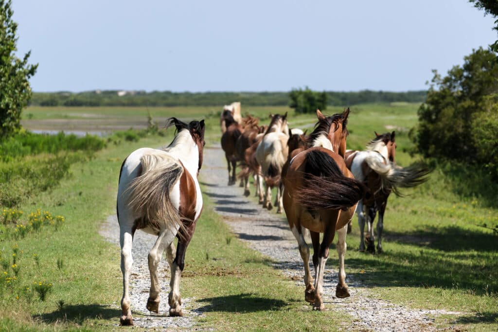 Chincoteague Pony Penning Week
