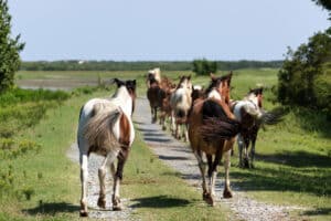 Chincoteague Pony Penning Week