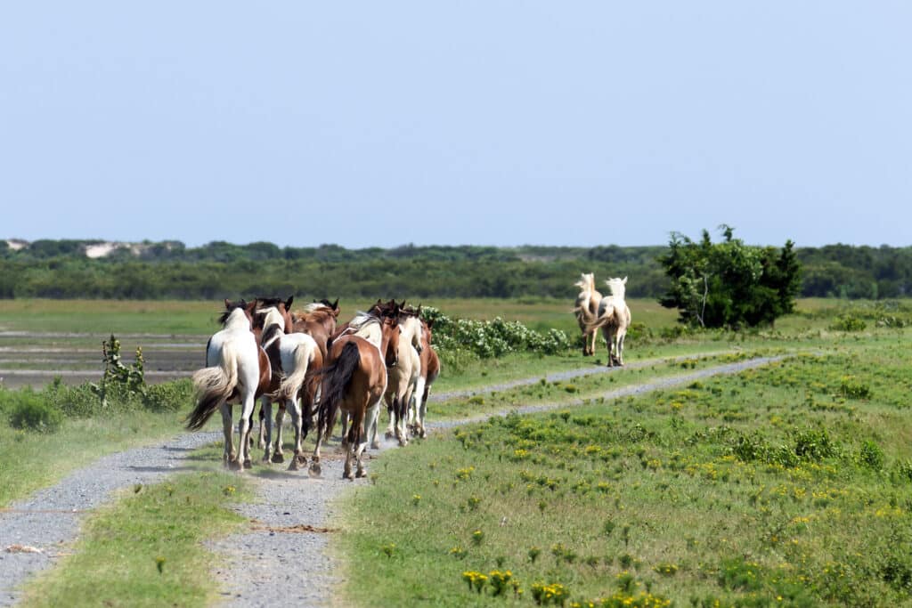 Chincoteague Pony Penning Week