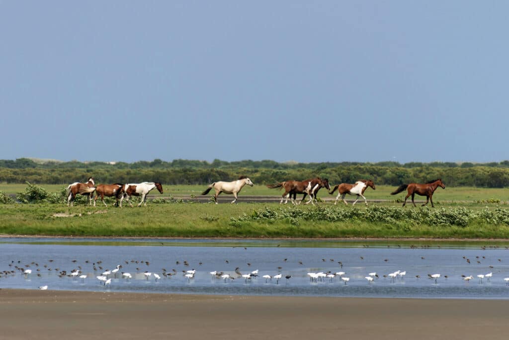 Chincoteague Pony Penning Week