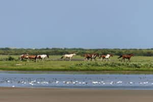 Chincoteague Pony Penning Week