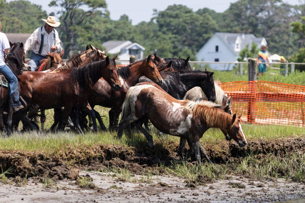 Chincoteague Pony Swim