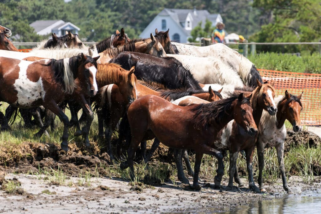 Chincoteague Pony Swim