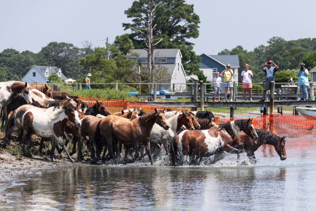 Chincoteague Pony Swim