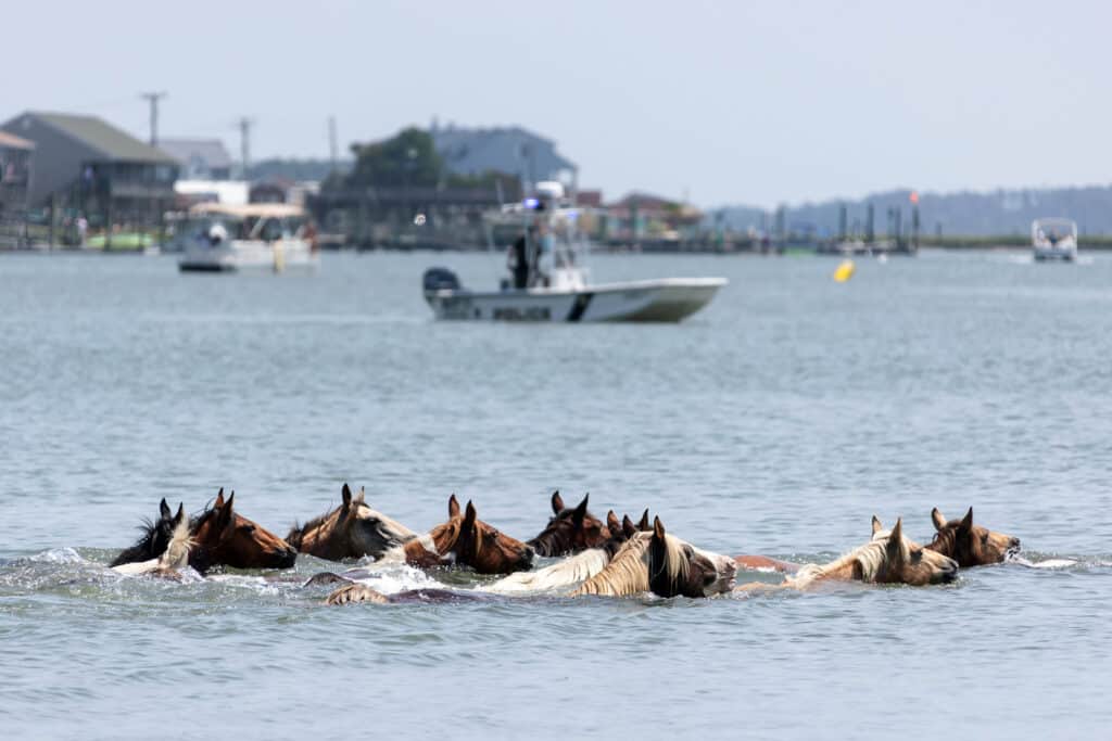 Chincoteague Pony Swim