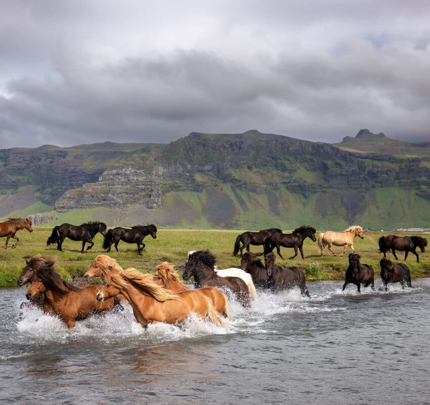 Horses of Iceland