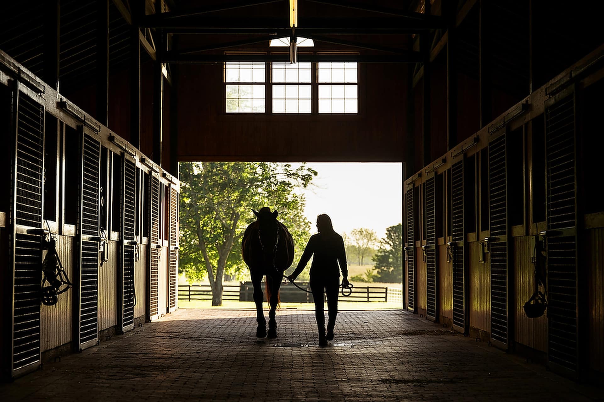 Equine Stock Photography in Lexington, Kentucky
