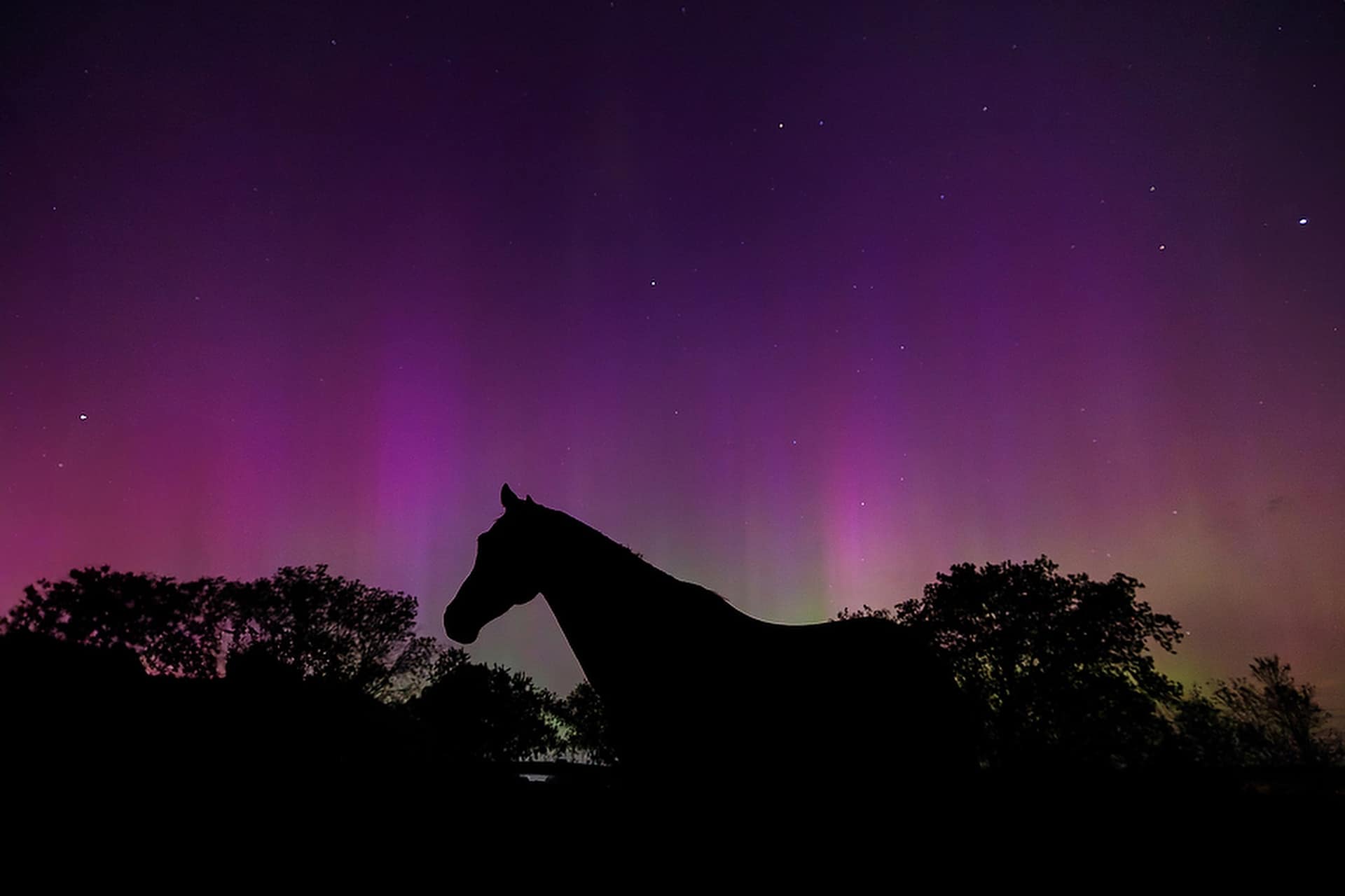 Aurora Equus!