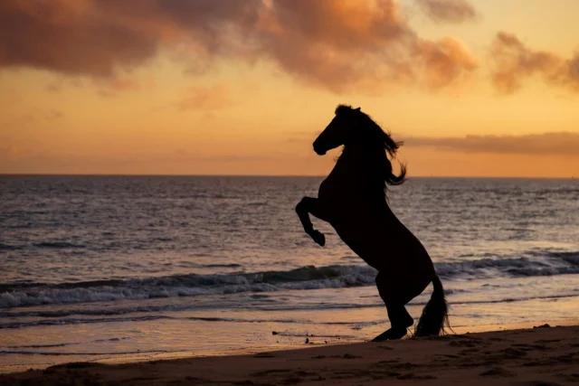 I think I'll call this one, "Rising with the Tide." 🌊

Have a great Saturday! 🥳

#silhouettesaturday #andalusia #andalusian #ElPuertodeSanta María