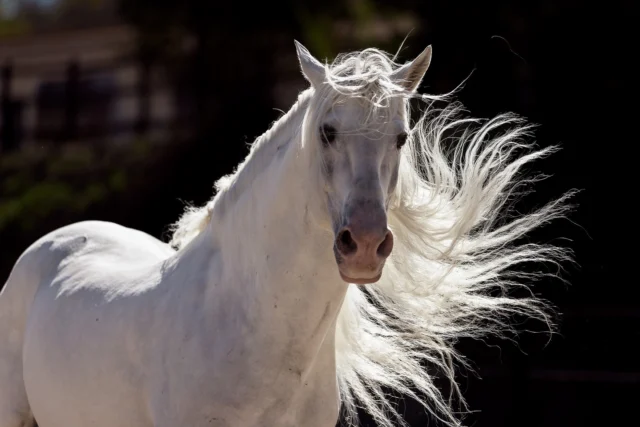 And the Andalusian Stallion with the best hair is...