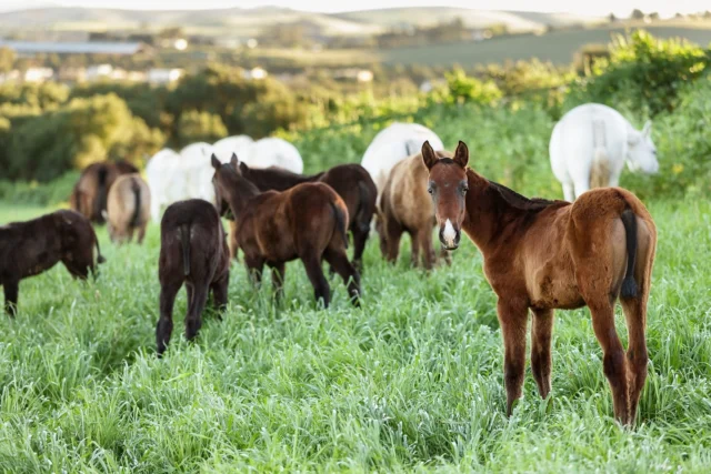 Being in southern Spain in the Spring meant fresh foals in the pastures! 🌼 While I knew I couldn't fit one in my suitcase, it was tempting! 😆

These beautiful Andalusian babies were at @yeguadacartuja, a breeding facility in Jerez de la Frontera, Spain.