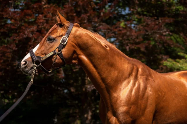 Has anyone else watched the "Race for the Crown" documentary on Netflix? I binged it last weekend because it was so good I couldn't stop watching! 

I've had the pleasure of meeting and photographing some legendary Kentucky Derby winners over the years...

Justify: 2018 Triple Crown Winner
American Pharoah: 2015 Triple Crown Winner
Rich Strike: 2022 Derby Winner
Fusaichi Pegasus: 2000 Derby Winner

The Kentucky Derby runs tomorrow. Will this be a Triple Crown year? 👑👑👑

#kentuckyderby #triplecrown #thoroughbredracing