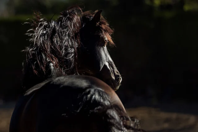 One of my favorite photo shoots in Spain was with Andalusian Stallions at liberty at @yeguadacartuja. This is the first of four that I will share! My favorite part was their amazing manes and how they flew every which way as they galloped and played!

Creative Note: We photographed two dark horses in this scenario. For the first one, I positioned myself toward the sun to get mostly backlight, though the horse sometimes moved more into side-light. With a dark horse, this made for some very artsy-looking images, but you don't see as much detail as the shadow side of the horse is toward the camera. For ther other dark horse (which I'll share last), I positioned myself with the sun at my back. It's a completely different look, but shows a lot more muscle detail!
