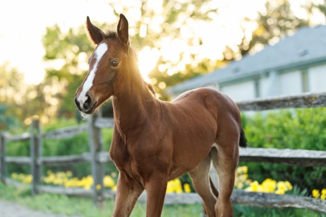 It's time for a little #FoalFriday! Last night, I had the joy of photographing Didi, the most adorable and sweet little Oldenburg filly ever, owned and loved by my friend, @laura.virshek! 🥰

Didi is almost a carbon copy of her beautiful mama, Fashion (formerly owned by @EyeCandyJumpers, which is how I met Laura), with two white front socks and a blaze! 

This shoot took place at Brandywine Farm. It's hard to believe this was my first time at this beautiful farm, even though it’s been part of the Twin Cities horse community for many decades. There's something special about places with that much history, the kind of quiet richness you can feel the moment you step on the property. 

We are experiencing the most perfect spring weather this week. Dry and warm with golden evening light. I haven't been behind the camera much since Spain because I've been waiting for things to green up, so it felt great to get out and CREATE!