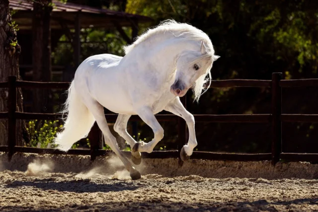 Powering into a new week like... 💪🏻

This week is full of cool stuff, like a webinar with Horse Illustrated on Wednesday (see profile to sign up!) and being filmed for a local public television pilot about art and horses on Thursday! 😁 

What are you up to?