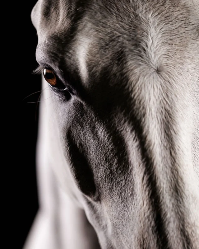 “To love beauty is to see light...” – Victor Hugo

We’re on Day 3 of the Pegasus Retreat, and I’m savoring every moment of this year’s experience. 

We opened with a powerful group equine session at @SerenityFarmandStables, where the horses helped us soften, connect, and see the light within ourselves. 

That inner light set the tone, preparing us to open our eyes and hearts and see the light in whatever is in front of our lenses. ❤️