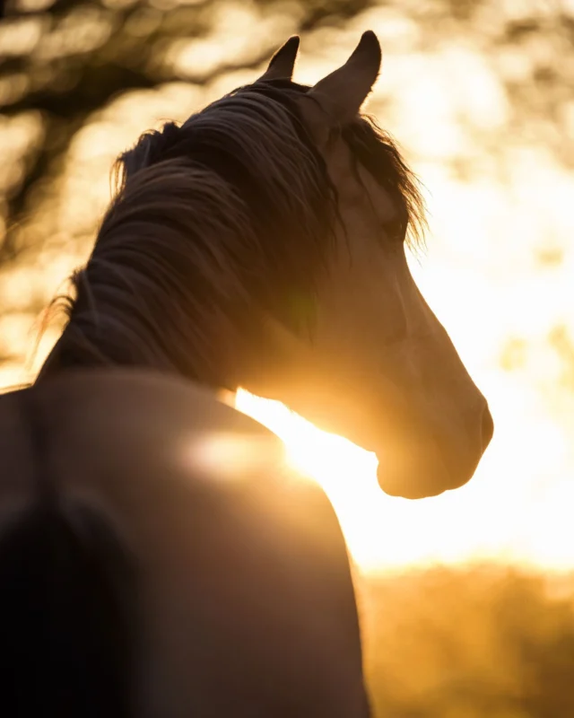 My horses are determined to give me a thorough education in veterinary, nutrition, and horse care. 🫣

Yesterday, my almost 4-year-old Morgan horse, Maisy, came in lame with Laminitis. 😭 Thankfully, I caught it early, and she should make a good recovery, but I'm currently deep in researching the management of laminitic horses.

My 15-year-old Paint horse, Cinnamon, was recently diagnosed with PSSM 2 (PX variant aka RER) and was scoped and treated for gastric ulcers late last year. Learning to treat and manage these conditions has meant hours of research and working with experts to help her live her best life.

Last winter, my 32-year-old Quarter horse fractured her mandible and took months of complex care to bring her back to health. 

It's been stressful trying to manage everyone's needs while trying to give them as natural an existence as possible (and keep a business running - yikes! 😬).

But these are the exact reasons why, earlier this year, I shifted my focus to specifically serving veterinary, nutrition, and horse care brands. 

Caring for my own horses has given me firsthand insight into the challenges of equine health, nutrition, and daily horse care. I understand the needs and concerns of horse owners because I share them. 

My passion for optimizing my own horses’ well-being helps me create work that truly resonates with this target market and aligns with my values.

If your company is in one of these categories and you want custom or stock images to promote and communicate your brand story and values, please reach out to me - I would love to work together!